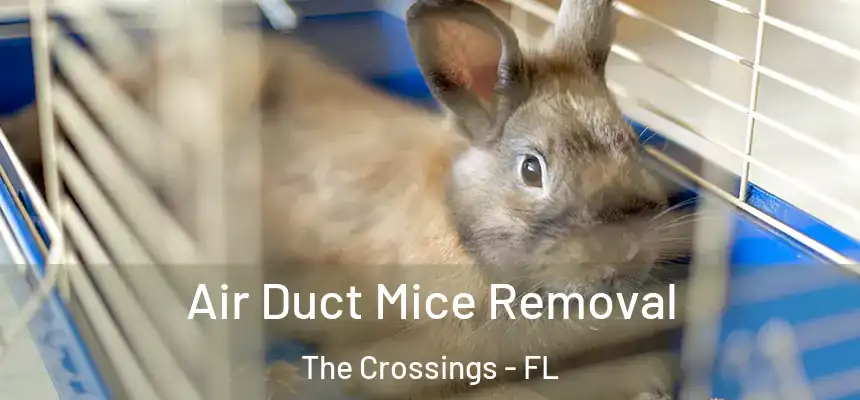 Air Duct Mice Removal The Crossings - FL