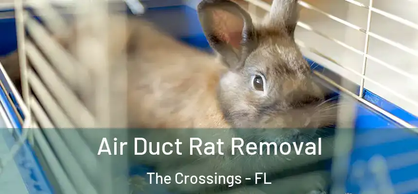Air Duct Rat Removal The Crossings - FL