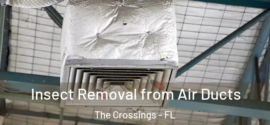 Insect Removal from Air Ducts The Crossings - FL